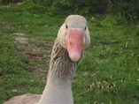 Gloria the Goose